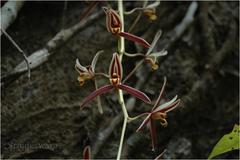 Cymbidium aloifolium